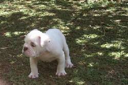 $800.000 ADORABLES CACHORROS BULLDOG INGLES!!! Medellin, Colombia