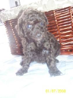 Cachorros de Caniche toy ambos sexos grises de nac Buenos Aires, Argentina