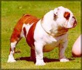 ESPECTACULARES BULLDOG INGLES bogota, colombia