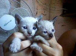vendo gatitos siameses Paran, Argentina