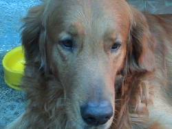 GOLDEN RETRIEVER San Juan de Pasto, Colombia