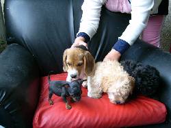 CRIADERO CANINO ESPECIALIZADO bogota, colombia