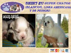 SHIHTZU MINIATURA !!BLANCOS!! ROYAL KENNEL  BOGOTA, COLOMBIA