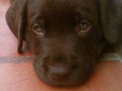 VENDO HERMOSA PERRITA LABRADOR RETRIEVER CHOCOL cali - valle, colombia