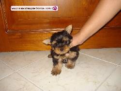 Yorkshire terrier en venta Medellin, Colombia