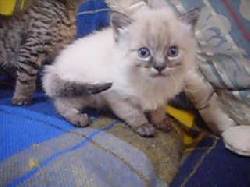 LINDOS GATITOS CRUZADOS CON MAMA SIAMES PURA TENJO, COLOMBIA