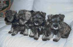 *VENTA DE LINDOS CACHORROS SCHNAUZER* bogota, colombia