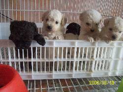 CANICHE TOY 24CTS TARJ/CRED VARIAS CAMADAS QUILMES, ARGENTINA
