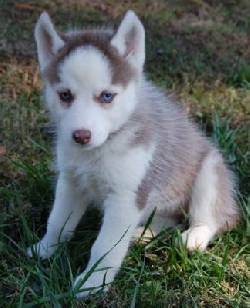 Husky Siberiano cachorros para su aprobacin Ahora!! Barcelona, espane