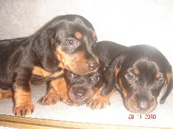 PERROS SALCHICHA DOSCHOUND HERMOSOS BOGOTA, COLOMBIA