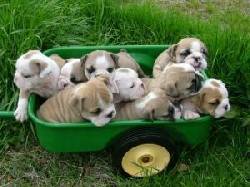 Ingls bulldog cachorros  para su aprobacin. barcelona, espana