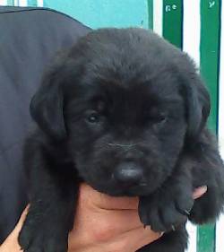 CACHORROS LABRADOR NEGROS SUPER LINDOS bogota, colombia