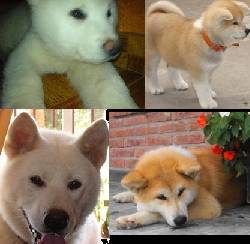 venta cachorros AKITA inu San Miguel, Bs As, Argentina