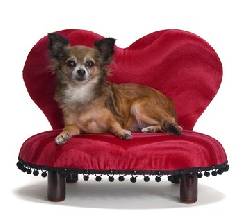 Regalos de San Valentin para Mascotas mimadas Castellon, Espaa