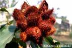 VENDO UNA TONELADA DE ACHIOTE ARAUCANO Bucaramanga, Colombia