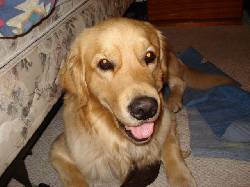 Busco novia Golden Retriever Bogota, Colombia