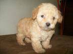 french minitoy venta de hermosos cachorros  cali, COLOMBIA