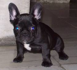 vendo hermosos cachorros bulldog frances tulua, colombia