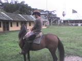 VENDO CABALLO DE PASO FINO cali, COLOMBIA