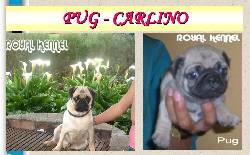 PUG ESPECTACULARES DE ROYAL KENNEL BOGOTA, COLOMBIA