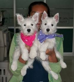 ADORABLE WEST HIGHLAND WHITE TERRIER CON MICROCHIP BOGOTA, COLOMBIA