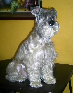 Schnauzer busca novia Bogot, Colombia