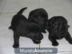 VENDO CACHORRITOS Y CACHORRITAS 100.000 NEGOCIABLE bucaramanga, colombia