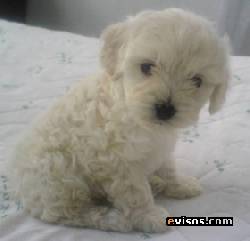 POODLES MINI TOY  L.D.S VENDO   BOGOTA, COLOMBIA