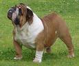 BULLDOG INGLES  L.D.S UNICO EN BOGOTA  HERMOSO ELE BOGOTA, COLOMBIA