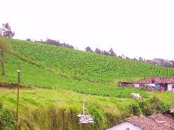 HERMOSA FINCA COLOMBIAN CUASPUD CARLOSAMA -NARIO IPIALES - NARIO, COLOMBIA