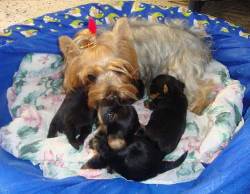 EXPECTACULARES YORKIES MINI CALI, COLOMBIA
