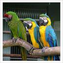 Loros y huevos frtiles de loros para la venta hintana, espana