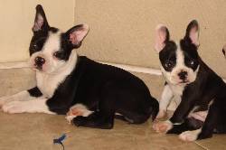 HERMOSOS CACHORROS BOSTON TERRIER Cali, Colombia