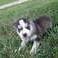 free adorable chihuahua puppy for adoption kansas, california