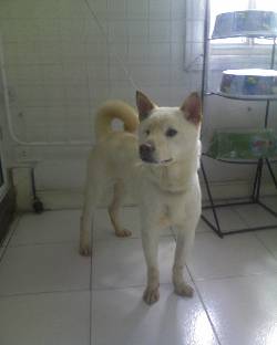 PARA ADOPCION **Setter Irlandes, Shiba Inu y Poodl Bogota, Colombia