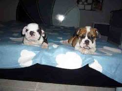 BULLDOG INGLES DIVINOS Bogot, Colombia