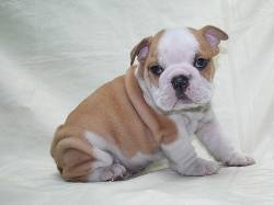 tenemos un macho y una hembra Ingls bulldog cachorros  Villareal, Espaa
