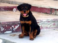 ROTTWEILER DE 8 MESES IMPONENTE  bogota, colombia