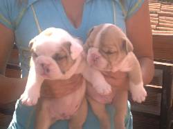 VENDO CAMADA BULLDOG INGLES 8000000 MEDELLIN, COLOMBIA- MEDELLIN