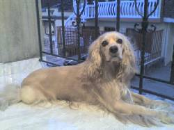 BUSCO NOVIA - COCKER SPANIELS Cali, Colombia