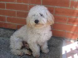 Perro Perdido Bogot, Colombia 