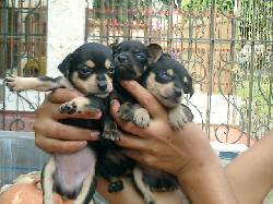 vendo hermosos pinscher cali, colombia