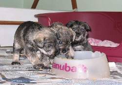 VENDO CACHORROS SCHNAUZER BOGOTA, COLOMBIA
