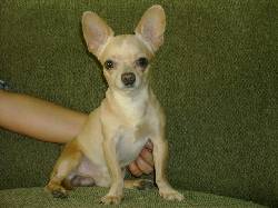busco novia chihuhahua cali colombia cali, colombia