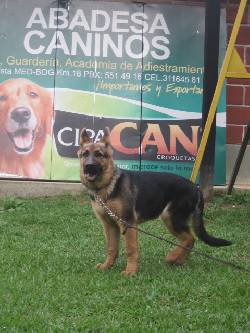abadesa espiritu canino Medellin, Colombia