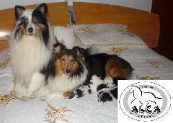 Cachorros shetland collie miniatura Inteligentes nicos BOGOTA, COLOMBIA