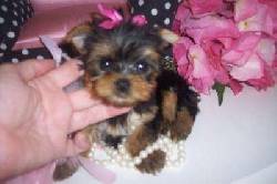 Yorkie adorable cachorros para su aprobaci�n madrid, espana