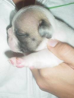 Bulldog frances.....Caprichokennel.... medellin, colombia