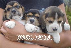 Beagle de ROYAL KENNEL !Criadores, 20 razas! BOGOTA, COLOMBIA