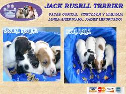 JACK RUSELL  PATAS CORTAS DE ROYAL KENNEL BOGOTA, COLOMBIA